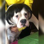 Kavya Thapar Instagram - 2.05.2014 - 1.03.2022 🐶🫂 Writing this with an immensely heavy heart today … My beautiful smart funny expressive daughter, my shmall baby, my angel, my ball of craziness, the perfect combination of love and madness, you’ve left us with so many memories that’ll stay with us forever even if you couldn’t. Gone way too soon leaving a silence and void in my heart and soul that’ll echo forever from within. This house is now empty and it’ll never be the same without having you come greet me when I’m back home.. I love you Cotton and no one can ever replace you or match your energy, I miss you with each passing second, I miss your morning hugs, your kisses and your constant need of attention, I miss experimenting wigs and make up with you and going absolutely ballistic in our living room creating an unbearable chaos … Your paws are engraved in me forever .. until we reunite again my soulmate ❤️ I love you meri jaan, may you rest in peace 🐶🐾🥺❤️ Mumbai, Maharashtra