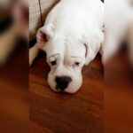 Kavya Thapar Instagram – 2.05.2014 – 1.03.2022 🐶🫂

Writing this with an immensely heavy heart today … My beautiful smart funny expressive daughter, my shmall baby, my angel, my ball of craziness, the perfect combination of love and madness, you’ve left us with so many memories that’ll stay with us forever even if you couldn’t. Gone way too soon leaving a silence and void in my heart and soul that’ll echo forever from within. This house is now empty and it’ll never be the same without having you come greet me when I’m back home.. I love you Cotton and no one can ever replace you or match your energy, I miss you with each passing second, I miss your morning hugs, your kisses and your constant need of attention, I miss experimenting wigs and make up with you and going absolutely ballistic in our living room creating an unbearable chaos … Your paws are engraved in me forever .. until we reunite again my soulmate ❤️ I love you meri jaan, may you rest in peace 🐶🐾🥺❤️ Mumbai, Maharashtra