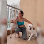 Kavya Thapar Instagram - Swipe to see how quickly my post workout photoshoot evolved 😂😋🐶 #naira #polar #cotton #mybabies #boxers #boxersofinstagram 🌎🌝❤️ Mumbai, Maharashtra