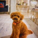 Mamta Mohandas Instagram - This guy changed our lives from the day he came home… Looks who’s come back looking so handsome from the salon… ofcourse he had to look the part today .. and just like that my Gucci is 9 months old. 🐾🐕 Thanks @headsupfortails for fluffing’ him up. Loved the look and the orange bow tie. #timeflies #toypoodle #ninemonthsold #puppy #browntoypoodle #puppylove #bigboy #love #instagood #mypuppy #loveofmylife #homesweethome #home #familytime DLF Riverside