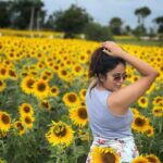 Nandita Swetha Instagram – Here are some of my ☀️ 🌻 pics 
.
.
#sunflower #poser