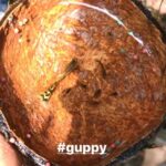 Samyuktha Menon Instagram - Happy birthday 😊😊😊😊 #guppy