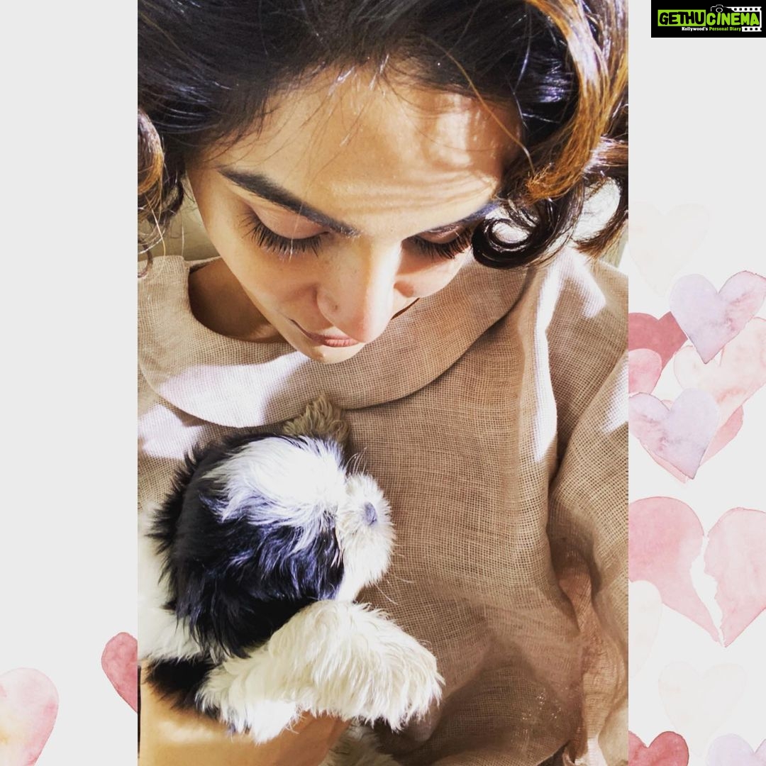 Samyuktha Menon Instagram - I longed for love, absolute & unconditional, a cuddle so warm. It was the toughest phase yet so far, and that is when he happened. Before I held him for the first time so close back in August , I held his tiny paw for the very first time during my Love After Love Series Photoshoot. I fell in love with the Pooch instantly. Dogs were a part of my life back when I was a child too.Ricky,Ashy,Ruby are all among the most beautiful memories I have made.After moving to Kochi , I have always missed having one.They are happy, live in the moment and might even be your best buddy and companion on a lonely, rough day. On my happy first date with the doggo, even though he was supposed to be at another home, I wanted to take him home then and there.Thanks to Ashwin and his care in figuring out how to bring him to me. @fashionmongerachu Two days after the shoot,two days after falling in love with him, I held him, he cuddled in my arms and thus began a happily ever after. Meet Nova..my Super Nova !❤️ #nova #doggo #pooch #pawlove #pawstory #supernova #doglove #mydoggo #pooch #instadogs #dogstagram