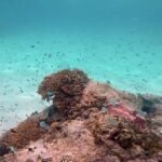 Samyuktha Menon Instagram - I saw corals ❤️