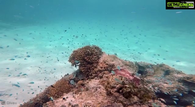 Samyuktha Menon Instagram - I saw corals ❤️
