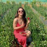 Sandeepa Dhar Instagram – Twinning with the 🍓 
Went strawberry plucking & tasted some of the most delicious berries ever !!! fresh from the farm . 
Video coming up . 😁🤸‍♀️🍓 Mahabaleshwar