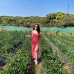 Sandeepa Dhar Instagram - Twinning with the 🍓 Went strawberry plucking & tasted some of the most delicious berries ever !!! fresh from the farm . Video coming up . 😁🤸‍♀️🍓 Mahabaleshwar