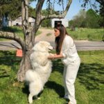 Shama Sikander Instagram - How fast did it go from this 👆🏻 to swipe right 👆🏻👆🏻👆🏻 #doglove 😄😆 this big guy wanted to show me allll the love he got by strangling meee😆😆😆 i love bear he’s the cutest puppy i have ever met ❤️❤️ . . #love #dog #cute #puppy #crazy #nature #happy #animallover #loveanimals Ohio , U.S.A