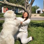 Shama Sikander Instagram - How fast did it go from this 👆🏻 to swipe right 👆🏻👆🏻👆🏻 #doglove 😄😆 this big guy wanted to show me allll the love he got by strangling meee😆😆😆 i love bear he’s the cutest puppy i have ever met ❤️❤️ . . #love #dog #cute #puppy #crazy #nature #happy #animallover #loveanimals Ohio , U.S.A