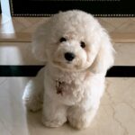 Shama Sikander Instagram – Behind every strong woman is a who??? 

#puppylove #positivevibes #lovemypuppy #casper #bitchonfrise #white #dog #furball #teddybear #mybaby 🧿