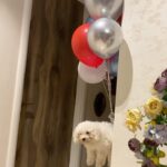 Shama Sikander Instagram - #missionimpossible #possible …😎 #caspertales #casperthebitchon #tomcruise #naughty #funnyreels #mi7 #hero #funny #dog #doglover #dogvideos #furbaby #myfurbaby