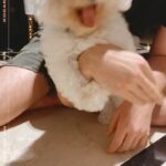 Shama Sikander Instagram - My full time entertainment #casper 😇😇🧿 and @jamesmilliron of course ♥️☺️#baby #love #puppy #puppylove #bichonfrise #white #fur #furbaby #mybaby #babies #puppiesofinstagram #dogmom #welove #casper 😇♥️
