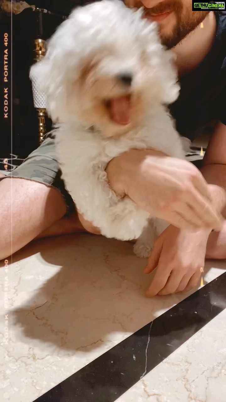 Shama Sikander Instagram - My full time entertainment #casper πππ§Ώ and @jamesmilliron of course β₯οΈβΊοΈ#baby #love #puppy #puppylove #bichonfrise #white #fur #furbaby #mybaby #babies #puppiesofinstagram #dogmom #welove #casper πβ₯οΈ