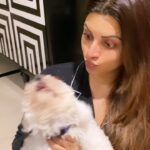 Shama Sikander Instagram - When he’s tired of my loooooove which is overflowing for him…#overwhelmed #puppy #momlove #mybaby #casper #bitchon #bitchonfrise #white #fluffydog #lovehim 😇♥️🤗🧿🧿🧿🧿🧿🧿🧿🧿🧿🧿🧿🧿