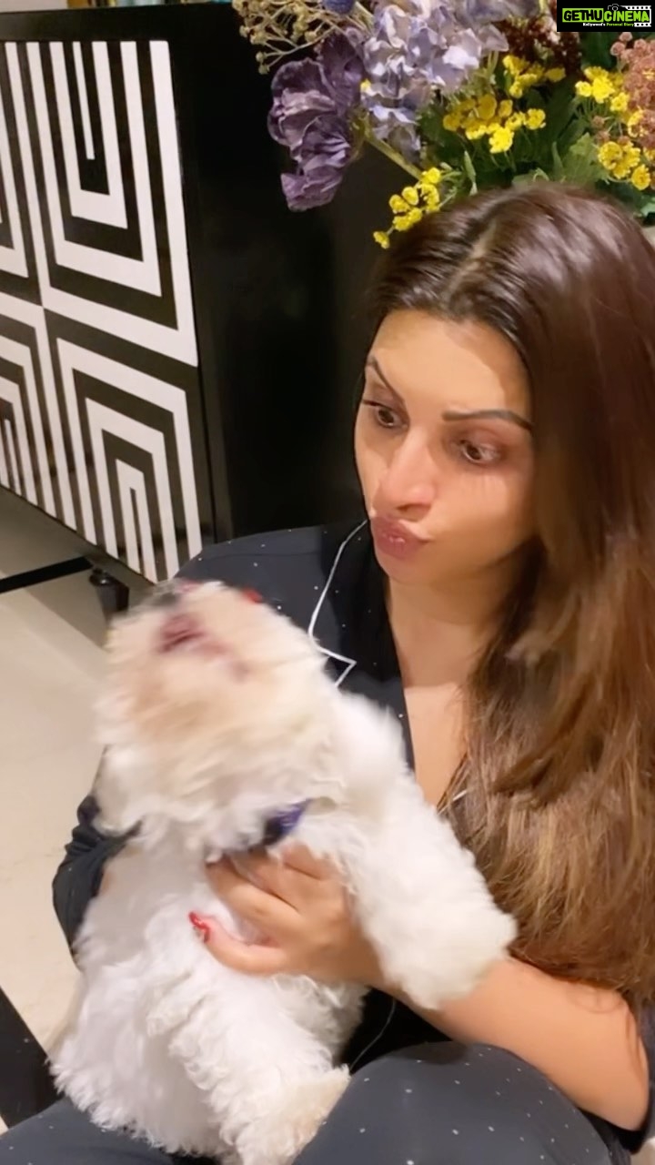Shama Sikander Instagram - When he’s tired of my loooooove which is overflowing for him…#overwhelmed #puppy #momlove #mybaby #casper #bitchon #bitchonfrise #white #fluffydog #lovehim 😇♥️🤗🧿🧿🧿🧿🧿🧿🧿🧿🧿🧿🧿🧿