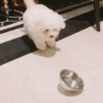 Shama Sikander Instagram - He’s fighting with a saucer 😂😂😆😆😆😆🥰🥰🥰🥰 #caspertales #funnyboy #puppy #puppylove #mybaby #furbaby #bitchonfrise #white #dog #doglife #entertainment #funnyvideos #funnymemes #dogmemes #reelitfeelit