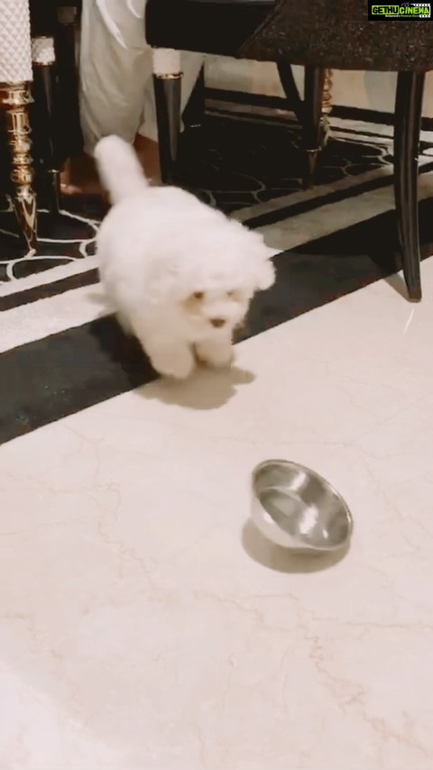 Shama Sikander Instagram - Heβs fighting with a saucer πππππππ₯°π₯°π₯°π₯° #caspertales #funnyboy #puppy #puppylove #mybaby #furbaby #bitchonfrise #white #dog #doglife #entertainment #funnyvideos #funnymemes #dogmemes #reelitfeelit