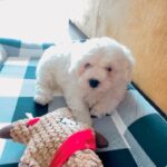 Shama Sikander Instagram – Who’s got the cutest pet on the internet? I HAVE… THHHHIIIISSSS ONE…. Casper Sikander Milliron 🥰 you are sooooo loved ♥️😇 #myhappyplace #happymoments #dogmom #dogmomlife #puppy #cutestpet #cutestpuppy #casper #casperthebichon #bichonfrise #ourbaby #boy #puppylove #whitefurball #littlesheep