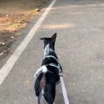 Swara Bhaskar Instagram - Happiness is… a dog, a sunny late afternoon, a walk 💛✨🌞 #Godot #lifewithgodot