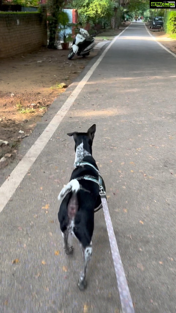 Swara Bhaskar Instagram - Happiness isβ¦ a dog, a sunny late afternoon, a walk πβ¨π #Godot #lifewithgodot