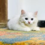 Swasika Instagram - Our new family member Prabhu😄😄 Prabhu .......say hii to alll😃 LoL..😂 #petsofinstagram #cats_of_instagram #supercool#kusurthibabe #