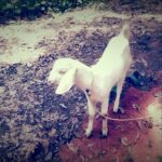 Swasika Instagram – #tharavadu #newmemebers#pets#domesticanimal#goat#whitewhite #cute #timepass #morningtime #camera#frstshot#takeok#