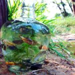 Swasika Instagram – #aquariumofthepacific#fish🐟#glasses#colourful#waterpark#smallfish#pot#sandy#nature#lovely#picoftheday#myhobby#
