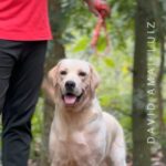 Swasika Instagram - Archa 🥰 Trainer: @david_amal_luiz #labrador #labsofinstagram #archa #swasikavj #mylove #mypet #petsreels #petlove #labsofinsta #reelitfeelit