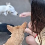 Tara Sutaria Instagram - Welcoming the littlest and newest guest to our set of Heropanti 2.. ( I have decided to name the happy chappy, Spotty! ) With an ever wagging tail, many licks and lots of love to give, he is what all strays are about… 🤍