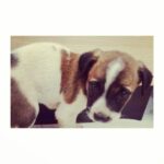 Tara Sutaria Instagram - I miss you so much my sweetness! I miss our cuddles and snuggles and i miss finding you on my face when i wake up. Love you hug bunny, wish I could bring you back