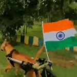 Vedhika Instagram - 🙌 @roar_rehab Posted @withregram • @mrkishan590 Team roar wishes you all a happy 75th independence day 🇮🇳🇮🇳😊 #paraplegicdogs #rescuedogs #dogsonwheelchair #handicappeddogs #indiaflag🇮🇳 #75thindependenceday #india #indidogs #dogslover #proudtobeindian❤️🙌🏻🇮🇳 #humanhelpanimals #dontshoppleaseadopt #donthurtanimals #roarrehab #instareels #instagram #viral ,, 🇮🇳🇮🇳🇮🇳🇮🇳