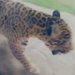 Warina Hussain Instagram - mom met this angry #jaguar at the zoo.. this is soo me 🙋🏻‍♀️ pacing around the room in a bad mood !! 😅