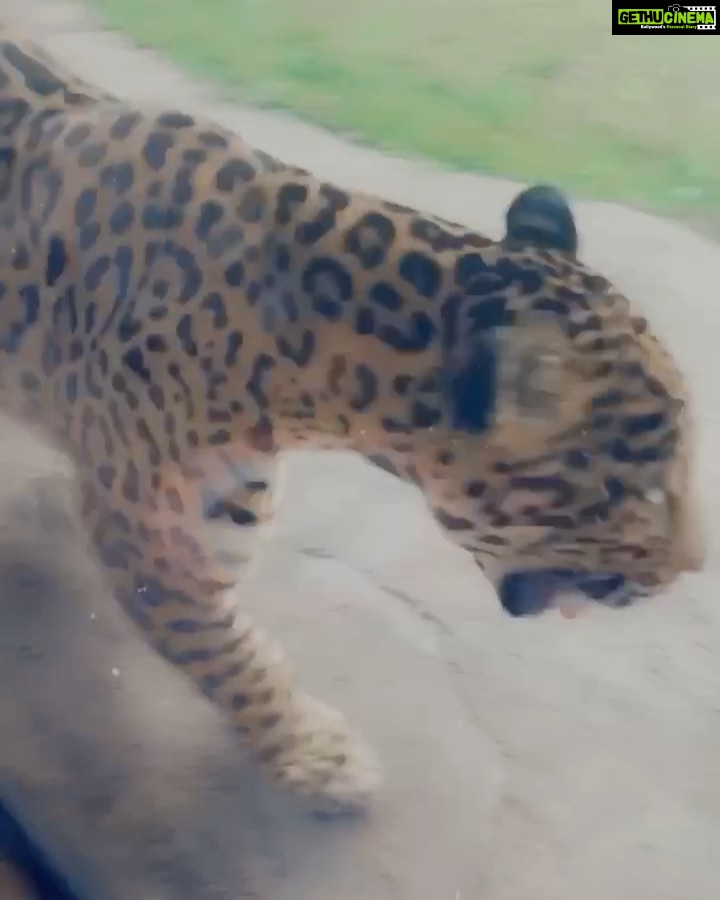 Warina Hussain Instagram - mom met this angry #jaguar at the zoo.. this is soo me 🙋🏻♀️ pacing around the room in a bad mood !! 😅