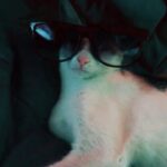 Warina Hussain Instagram - When your cat is more thug than you 😎 #thuglife #catsofinstagram