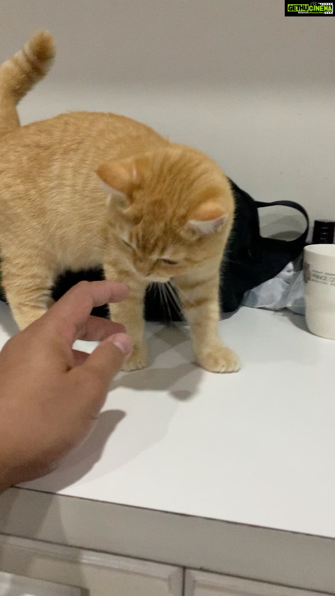 Aaron Aziz Instagram - Hello semua my name is Yenyen I like to bite my Daddy’s fingers-Yenyen bin Aaron. Ahli keluarga Aaron Aziz terbaru. @aaronazizfamilycats