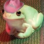 Adah Sharma Instagram - Do you have MainDUCK Energy ?SWIPE Because मेंडक एनर्जी > main character energy 😎🤭😅 #AdahKiSalaa #100YearsOfAdahSharma #adahsharma #frogsofinstagram #frogs