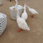 Adah Sharma Instagram - D̶i̶a̶m̶o̶n̶d̶s̶ Duckies are a girls best friend 😅🤪 SWIPE to see them complain #WhatTheDuck . . P.S. FULL video out on #StarKidRadhaSharma s page @adah_ki_radha #100YearsOfAdahSharma #adahsharma #ducks #ducksofinstagram