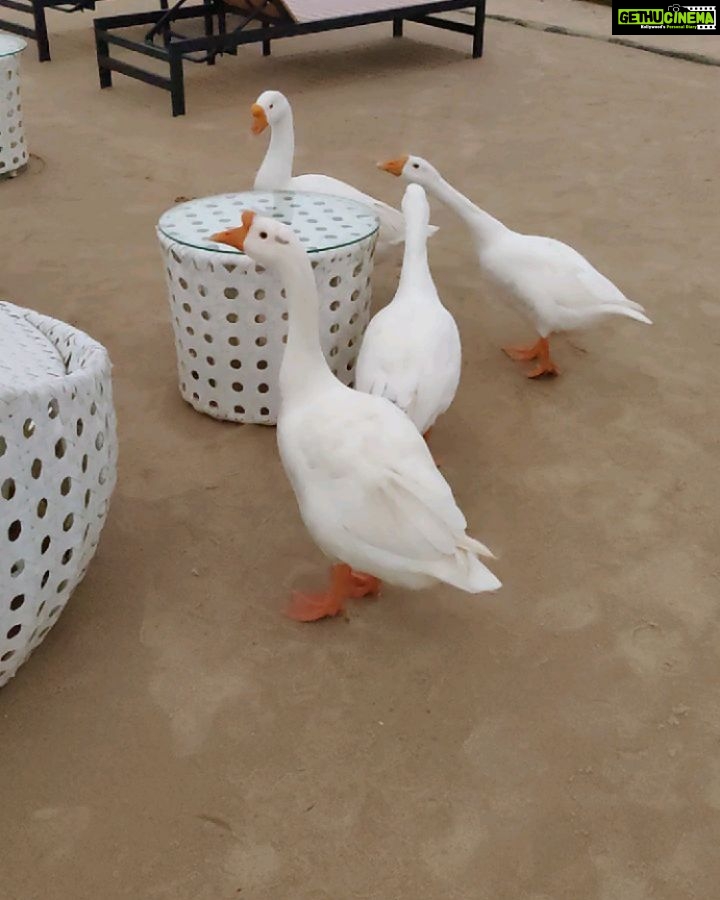Adah Sharma Instagram - D̶i̶a̶m̶o̶n̶d̶s̶ Duckies are a girls best friend 😅🤪 SWIPE to see them complain #WhatTheDuck . . P.S. FULL video out on #StarKidRadhaSharma s page @adah_ki_radha #100YearsOfAdahSharma #adahsharma #ducks #ducksofinstagram