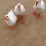 Adah Sharma Instagram - D̶i̶a̶m̶o̶n̶d̶s̶ Duckies are a girls best friend 😅🤪 SWIPE to see them complain #WhatTheDuck . . P.S. FULL video out on #StarKidRadhaSharma s page @adah_ki_radha #100YearsOfAdahSharma #adahsharma #ducks #ducksofinstagram