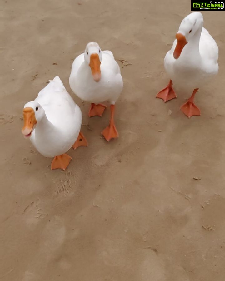Adah Sharma Instagram - D̶i̶a̶m̶o̶n̶d̶s̶ Duckies are a girls best friend 😅🤪 SWIPE to see them complain #WhatTheDuck . . P.S. FULL video out on #StarKidRadhaSharma s page @adah_ki_radha #100YearsOfAdahSharma #adahsharma #ducks #ducksofinstagram