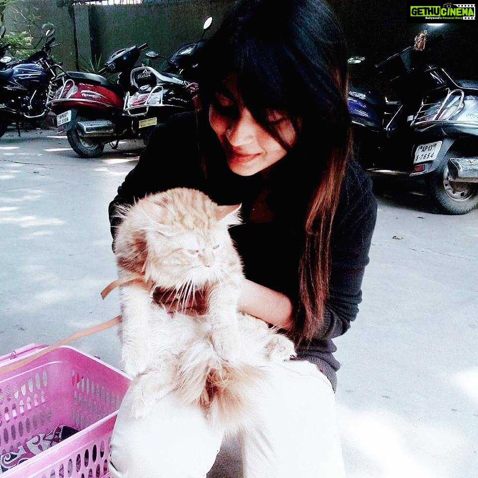Alekhya Harika Instagram - cats can also be loved 😚❣❣