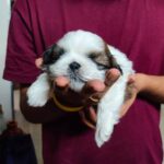 Alekhya Harika Instagram – Meet Mr.Captain 😍😘

Adhuke memu Puppy gift ga pampam😍❤

#TeamAlekhyaHarika #WeLoveHarika #wesupportharika #biggbosstelugu4 #AlekhyaHarika