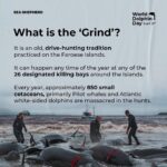 Amy Jackson Instagram - Repost @seashepherduk Today is WORLD DOLPHIN DAY! Exactly one year ago, the world was shocked to see Sea Shepherd footage capturing the brutal killing of 1428 Atlantic white-sided dolphins in the Faroe Islands, the largest single slaughter of cetaceans in recorded history. Most people still don’t realize how many dolphins and pilot whales are killed every year in the Faroe Islands and elsewhere. Through World Dolphin Day, we can raise awareness and encourage more people to speak out against the slaughters. Help us make it clear to the Faroese – as well as governments and international organizations like the IWC – that the world is watching, and that we demand legal protections for small cetaceans around the world. Join the coalition 👉 link in bio. Spread the word about World Dolphin Day and make your voice heard! #WorldDolphinDay1428 #WorldDolphinDay #WDD1428 #StoptheGrind