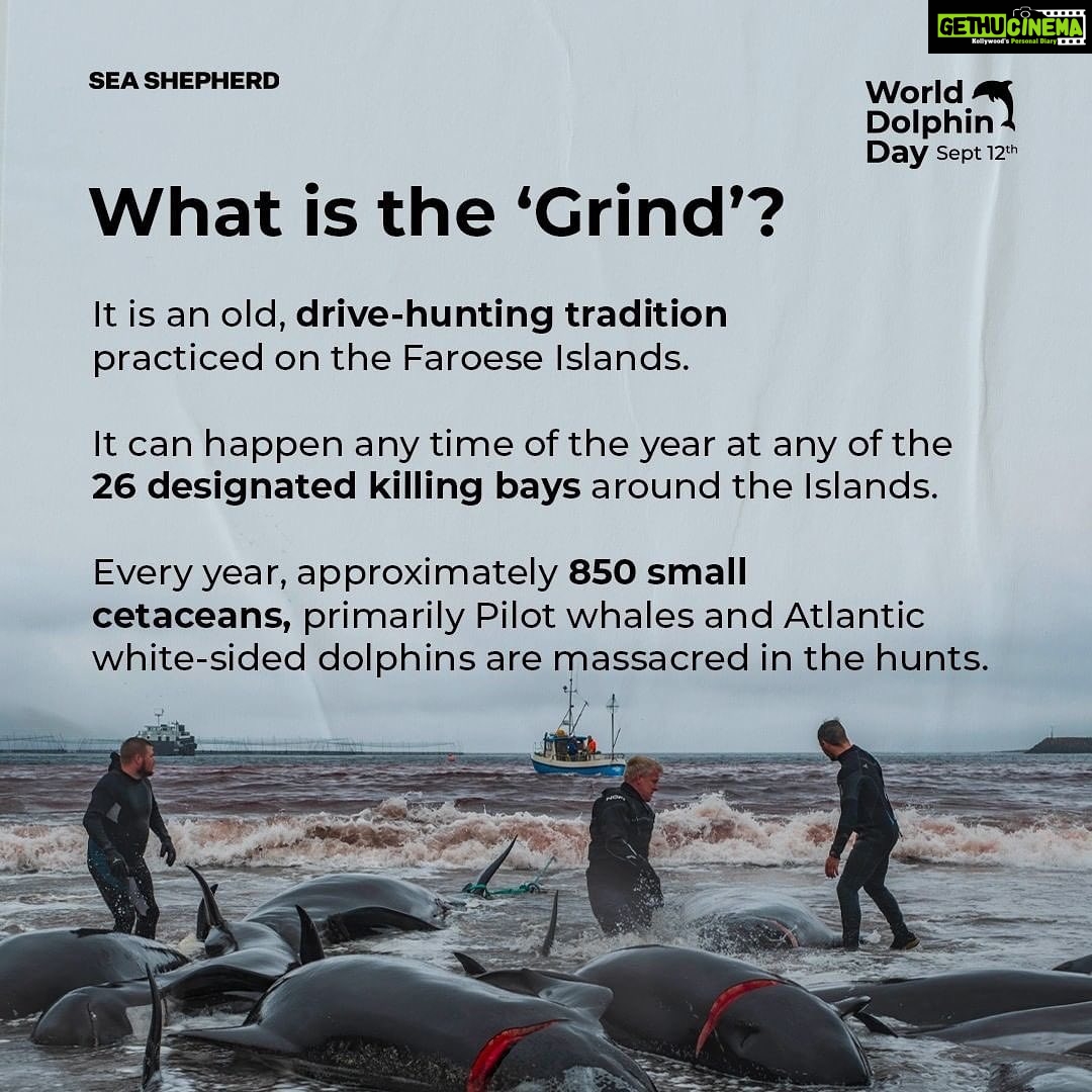 Amy Jackson Instagram - Repost @seashepherduk Today is WORLD DOLPHIN DAY! Exactly one year ago, the world was shocked to see Sea Shepherd footage capturing the brutal killing of 1428 Atlantic white-sided dolphins in the Faroe Islands, the largest single slaughter of cetaceans in recorded history. Most people still don’t realize how many dolphins and pilot whales are killed every year in the Faroe Islands and elsewhere. Through World Dolphin Day, we can raise awareness and encourage more people to speak out against the slaughters. Help us make it clear to the Faroese – as well as governments and international organizations like the IWC – that the world is watching, and that we demand legal protections for small cetaceans around the world. Join the coalition 👉 link in bio. Spread the word about World Dolphin Day and make your voice heard! #WorldDolphinDay1428 #WorldDolphinDay #WDD1428 #StoptheGrind