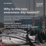 Amy Jackson Instagram - Repost @seashepherduk Today is WORLD DOLPHIN DAY! Exactly one year ago, the world was shocked to see Sea Shepherd footage capturing the brutal killing of 1428 Atlantic white-sided dolphins in the Faroe Islands, the largest single slaughter of cetaceans in recorded history. Most people still don’t realize how many dolphins and pilot whales are killed every year in the Faroe Islands and elsewhere. Through World Dolphin Day, we can raise awareness and encourage more people to speak out against the slaughters. Help us make it clear to the Faroese – as well as governments and international organizations like the IWC – that the world is watching, and that we demand legal protections for small cetaceans around the world. Join the coalition 👉 link in bio. Spread the word about World Dolphin Day and make your voice heard! #WorldDolphinDay1428 #WorldDolphinDay #WDD1428 #StoptheGrind