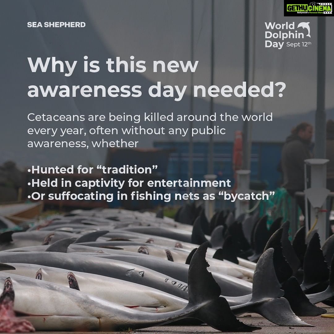 Amy Jackson Instagram - Repost @seashepherduk Today is WORLD DOLPHIN DAY! Exactly one year ago, the world was shocked to see Sea Shepherd footage capturing the brutal killing of 1428 Atlantic white-sided dolphins in the Faroe Islands, the largest single slaughter of cetaceans in recorded history. Most people still don’t realize how many dolphins and pilot whales are killed every year in the Faroe Islands and elsewhere. Through World Dolphin Day, we can raise awareness and encourage more people to speak out against the slaughters. Help us make it clear to the Faroese – as well as governments and international organizations like the IWC – that the world is watching, and that we demand legal protections for small cetaceans around the world. Join the coalition 👉 link in bio. Spread the word about World Dolphin Day and make your voice heard! #WorldDolphinDay1428 #WorldDolphinDay #WDD1428 #StoptheGrind