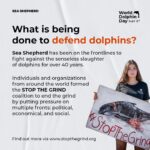 Amy Jackson Instagram - Repost @seashepherduk Today is WORLD DOLPHIN DAY! Exactly one year ago, the world was shocked to see Sea Shepherd footage capturing the brutal killing of 1428 Atlantic white-sided dolphins in the Faroe Islands, the largest single slaughter of cetaceans in recorded history. Most people still don’t realize how many dolphins and pilot whales are killed every year in the Faroe Islands and elsewhere. Through World Dolphin Day, we can raise awareness and encourage more people to speak out against the slaughters. Help us make it clear to the Faroese – as well as governments and international organizations like the IWC – that the world is watching, and that we demand legal protections for small cetaceans around the world. Join the coalition 👉 link in bio. Spread the word about World Dolphin Day and make your voice heard! #WorldDolphinDay1428 #WorldDolphinDay #WDD1428 #StoptheGrind