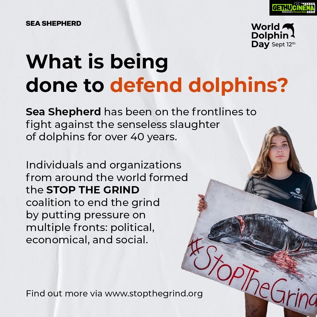 Amy Jackson Instagram - Repost @seashepherduk Today is WORLD DOLPHIN DAY! Exactly one year ago, the world was shocked to see Sea Shepherd footage capturing the brutal killing of 1428 Atlantic white-sided dolphins in the Faroe Islands, the largest single slaughter of cetaceans in recorded history. Most people still don’t realize how many dolphins and pilot whales are killed every year in the Faroe Islands and elsewhere. Through World Dolphin Day, we can raise awareness and encourage more people to speak out against the slaughters. Help us make it clear to the Faroese – as well as governments and international organizations like the IWC – that the world is watching, and that we demand legal protections for small cetaceans around the world. Join the coalition 👉 link in bio. Spread the word about World Dolphin Day and make your voice heard! #WorldDolphinDay1428 #WorldDolphinDay #WDD1428 #StoptheGrind