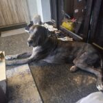 Arun Vijay Instagram – #Rudhra posing!!❤️

#petlovers #greatdane