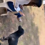Ashu Reddy Instagram - This one stole my heart, Feed a stray, they need love and some food ♥️ #ashureddy #feedastray #dogsarefamily